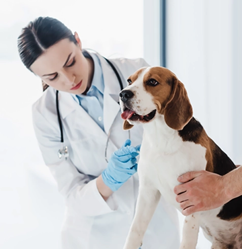 Yumurtalık Veteriner